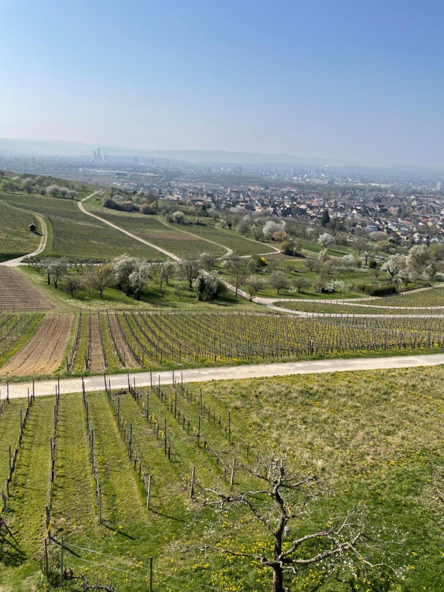 Landgasthof Rebstock Weil Am Rhein / Basel Exterior photo